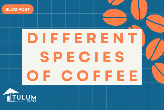 Different varieties of coffees