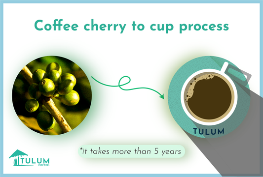 Coffee Cherry to Cup process-Tulum Coffee