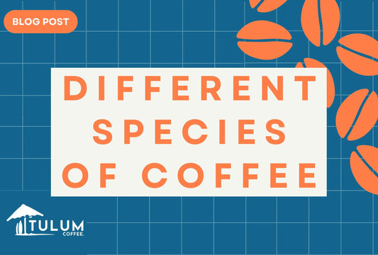 Different varieties of coffees