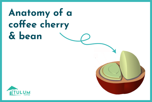 Anatomy of a Coffee Cherry and Bean-Tulum Coffee